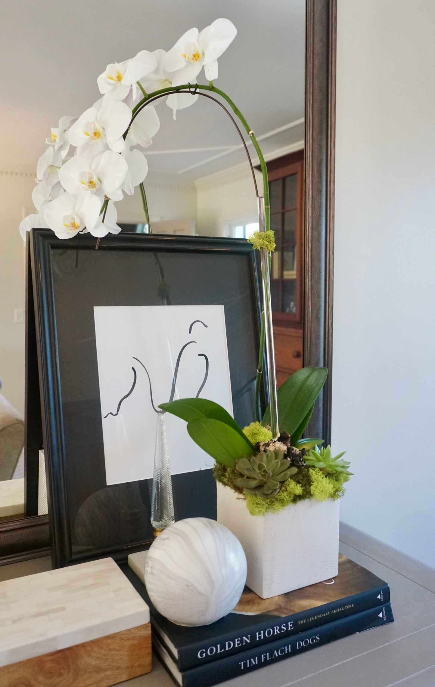 Bid Day Orchid Plant