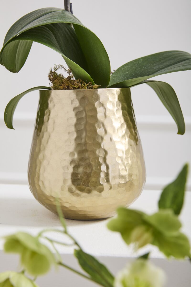 Gold Hux Pot