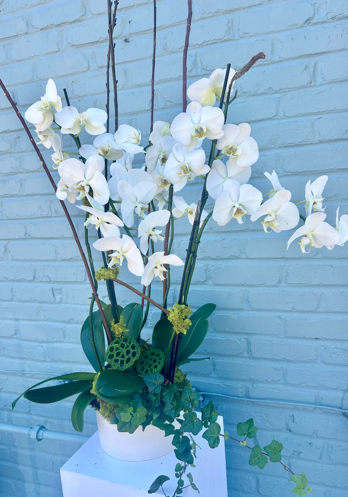 Bid Day Orchid Plant