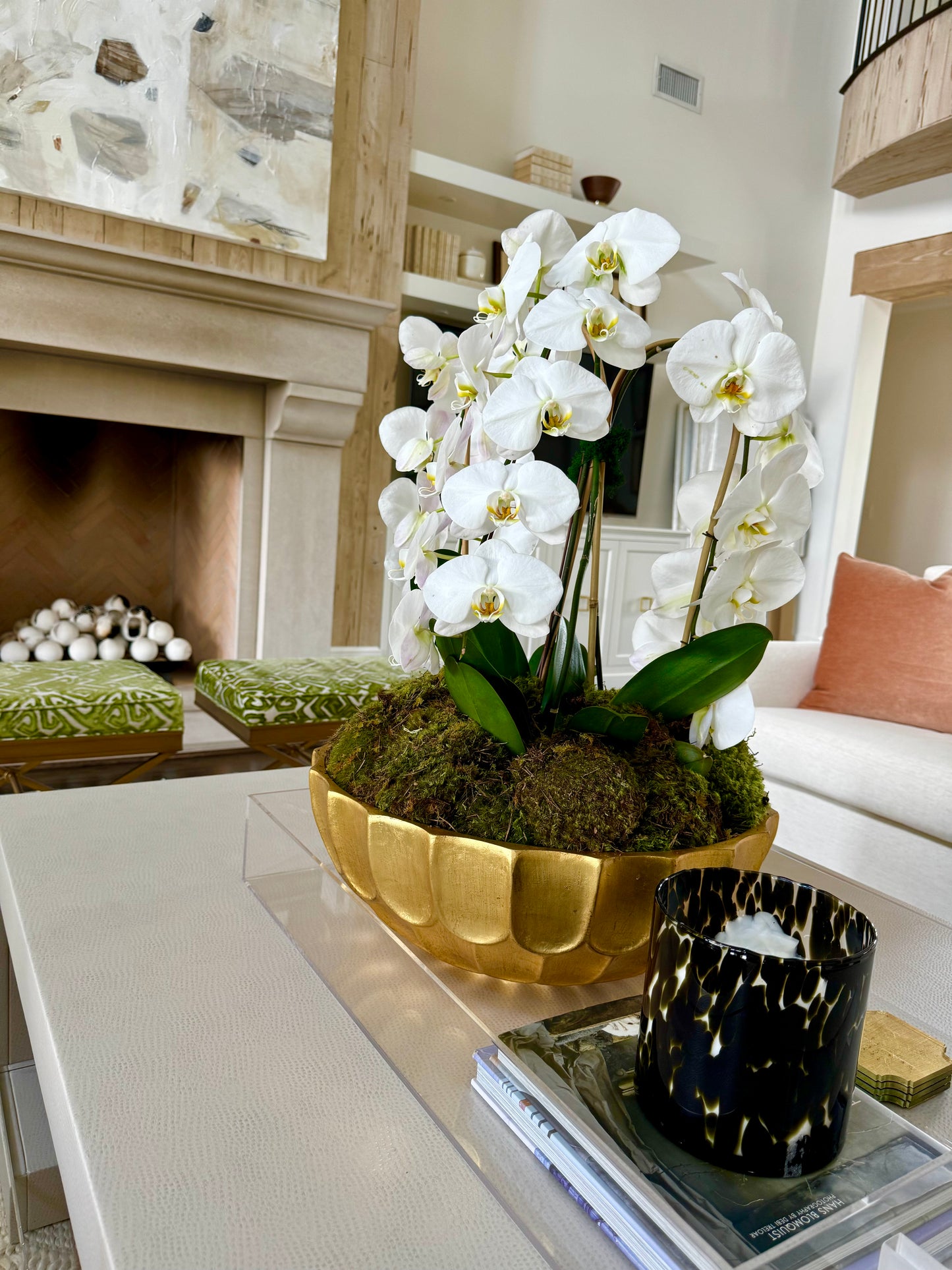 Bid Day Orchid Plant