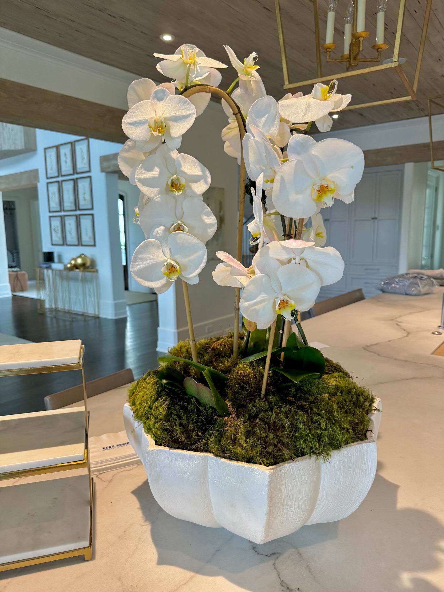 Bid Day Orchid Plant