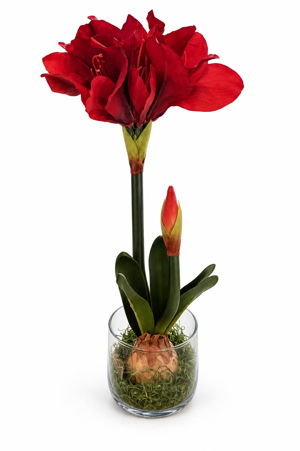 Red Amaryllis Floral Stem in Natural Bulb Base with Glass Vessel
