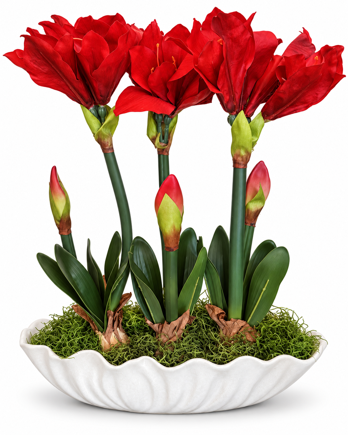 Triple Red Amaryllis Floral Stem in Natural Bulb Base with White Vessel