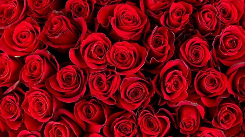 Bloom and Go Bouquet - *Exclusive for Valentine's Day