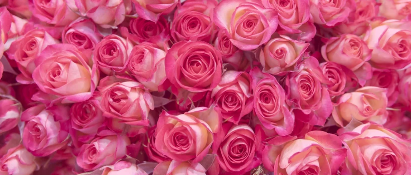 Bloom and Go Bouquet - *Exclusive for Valentine's Day
