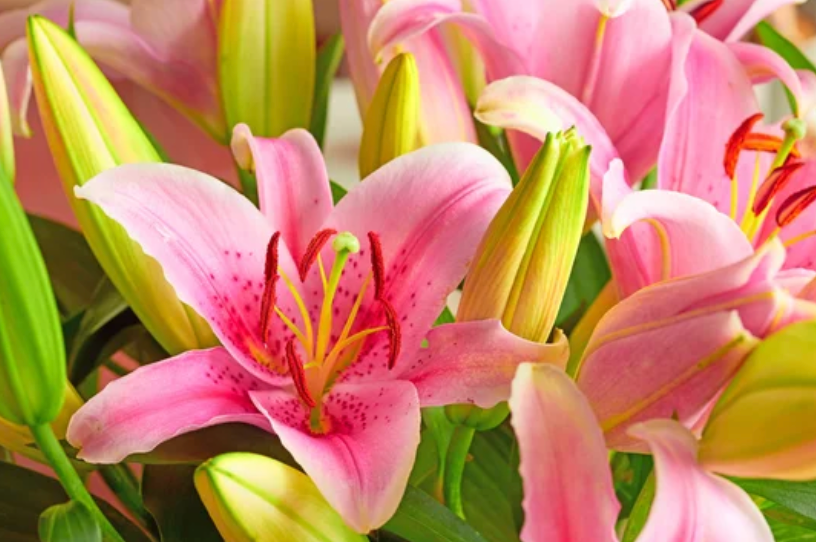 Bloom and Go Bouquet - *Exclusive for Valentine's Day