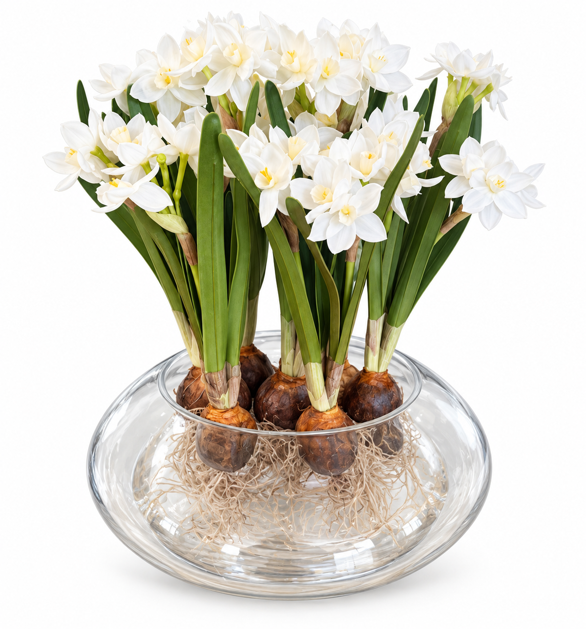7 Real Touch White Narcissus 13” with Glass Vessel
