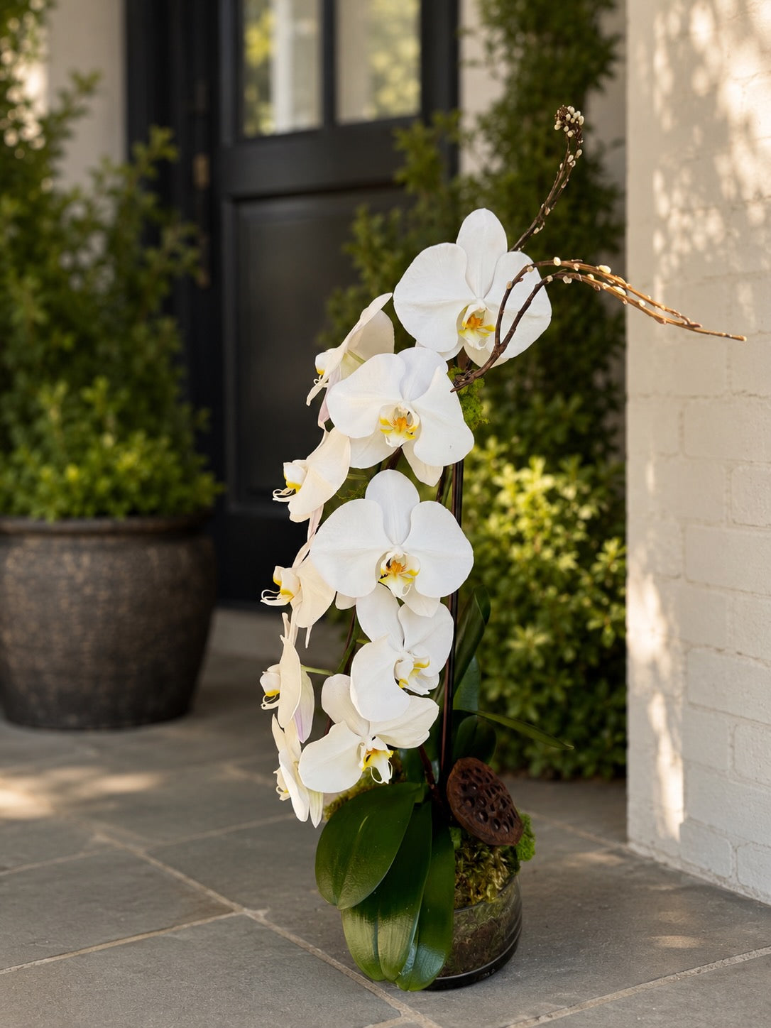 The Orchid Collection