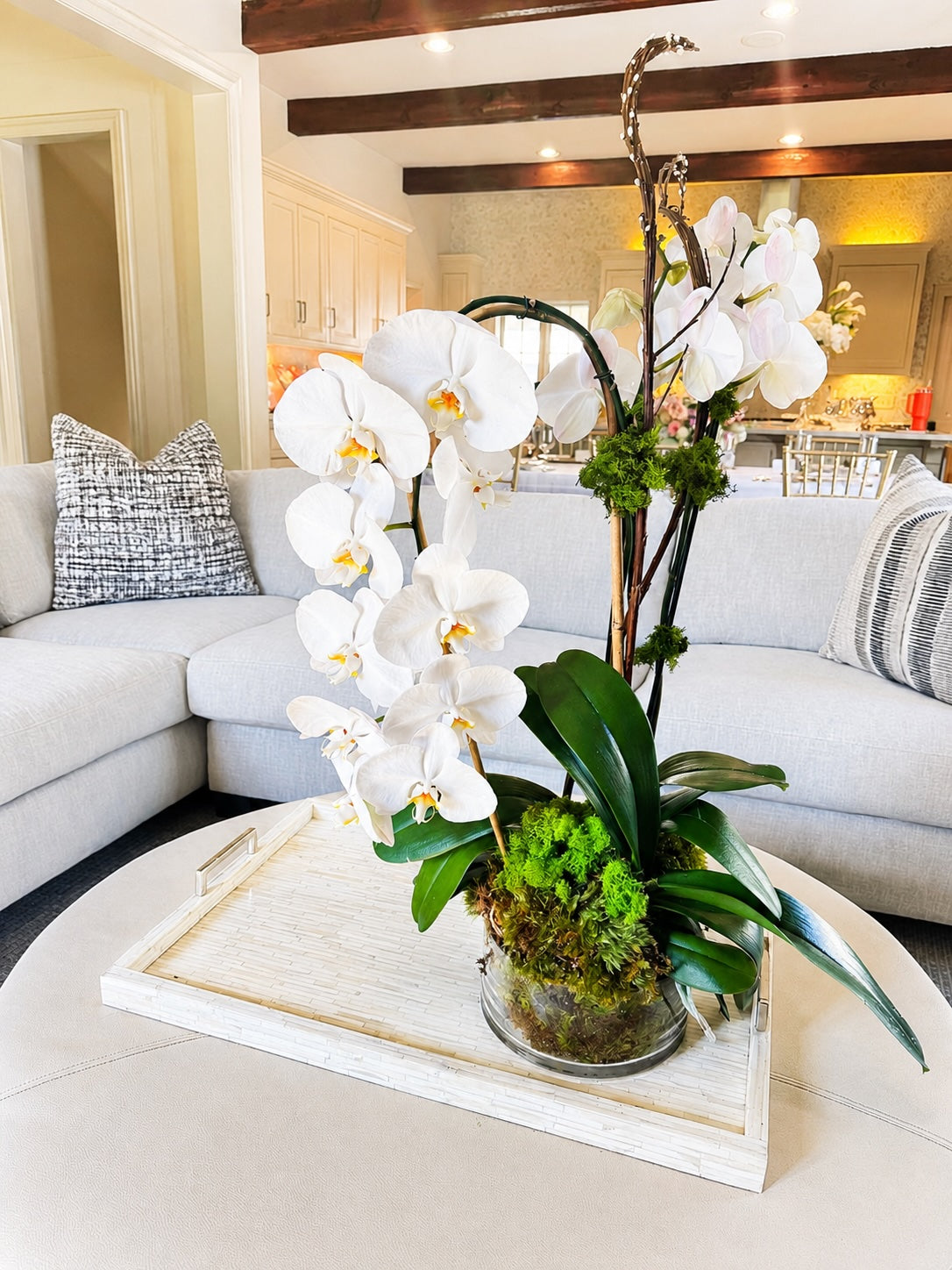The Orchid Plant
