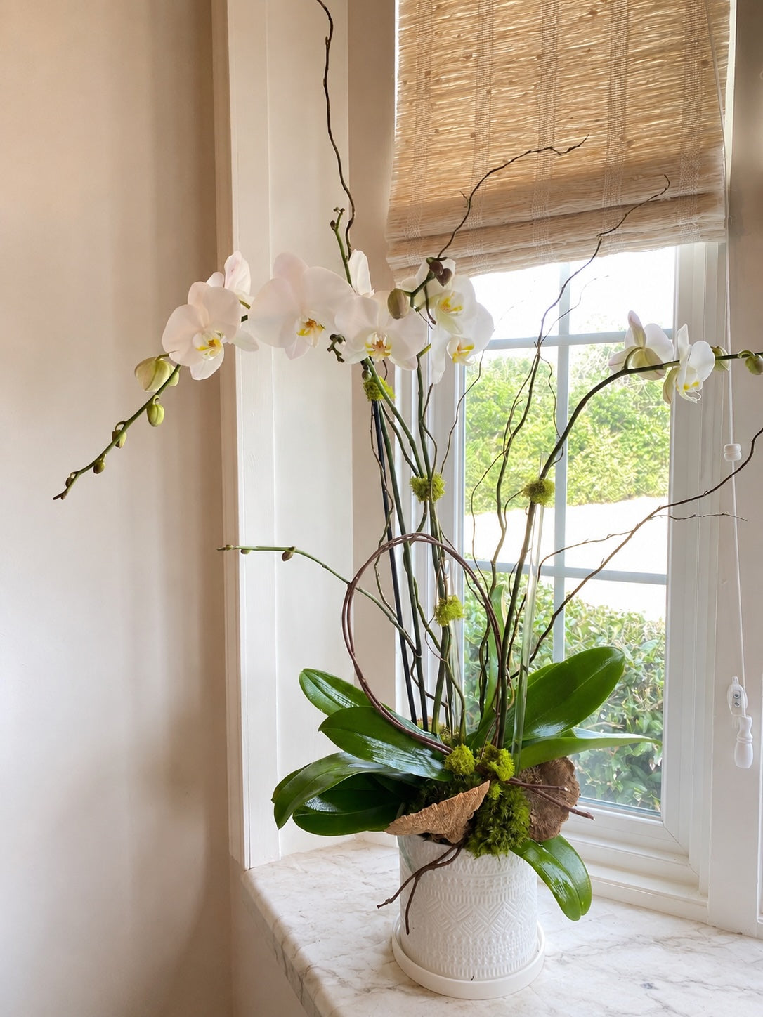 The Orchid Plant