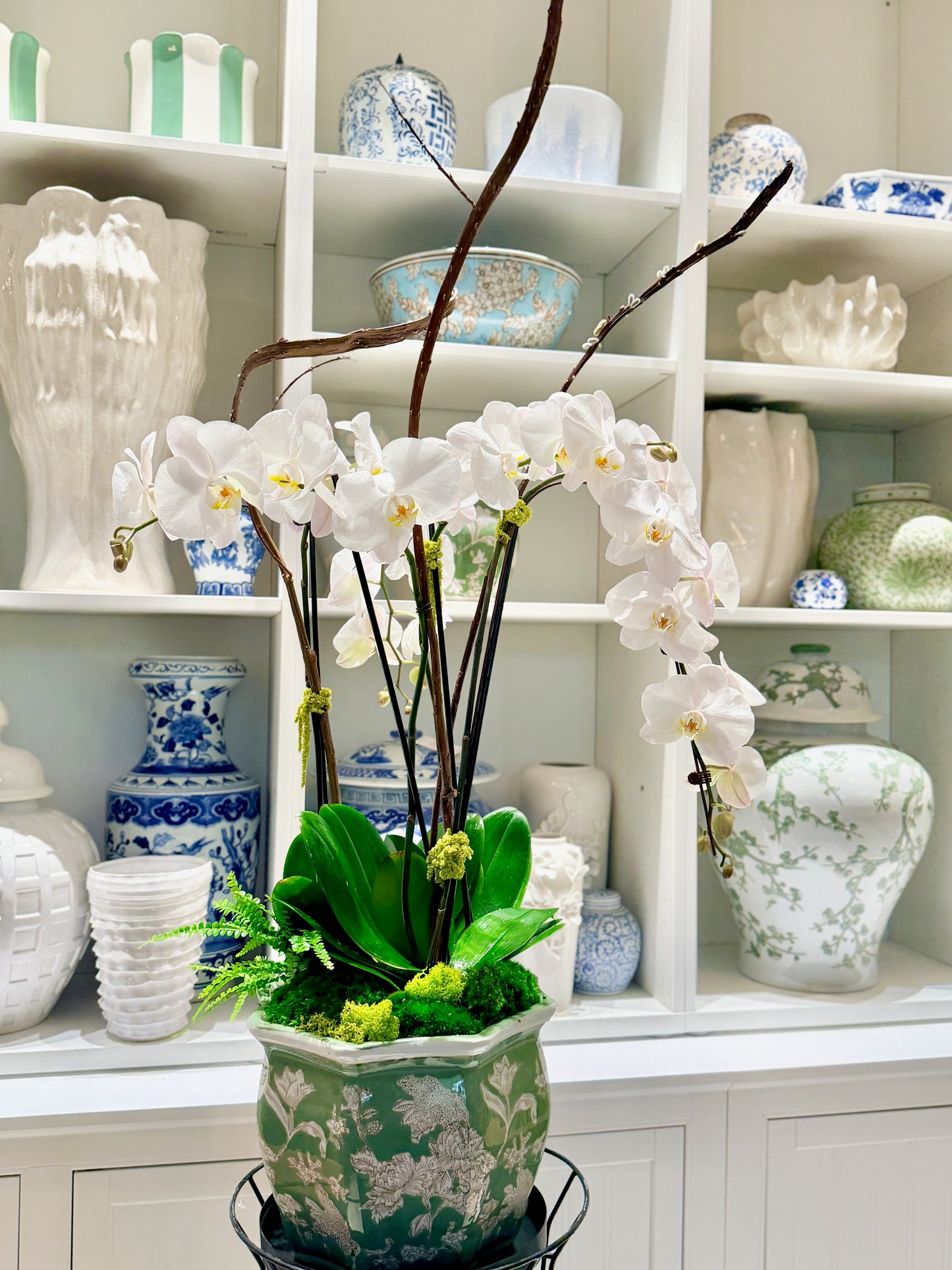 The Orchid Plant