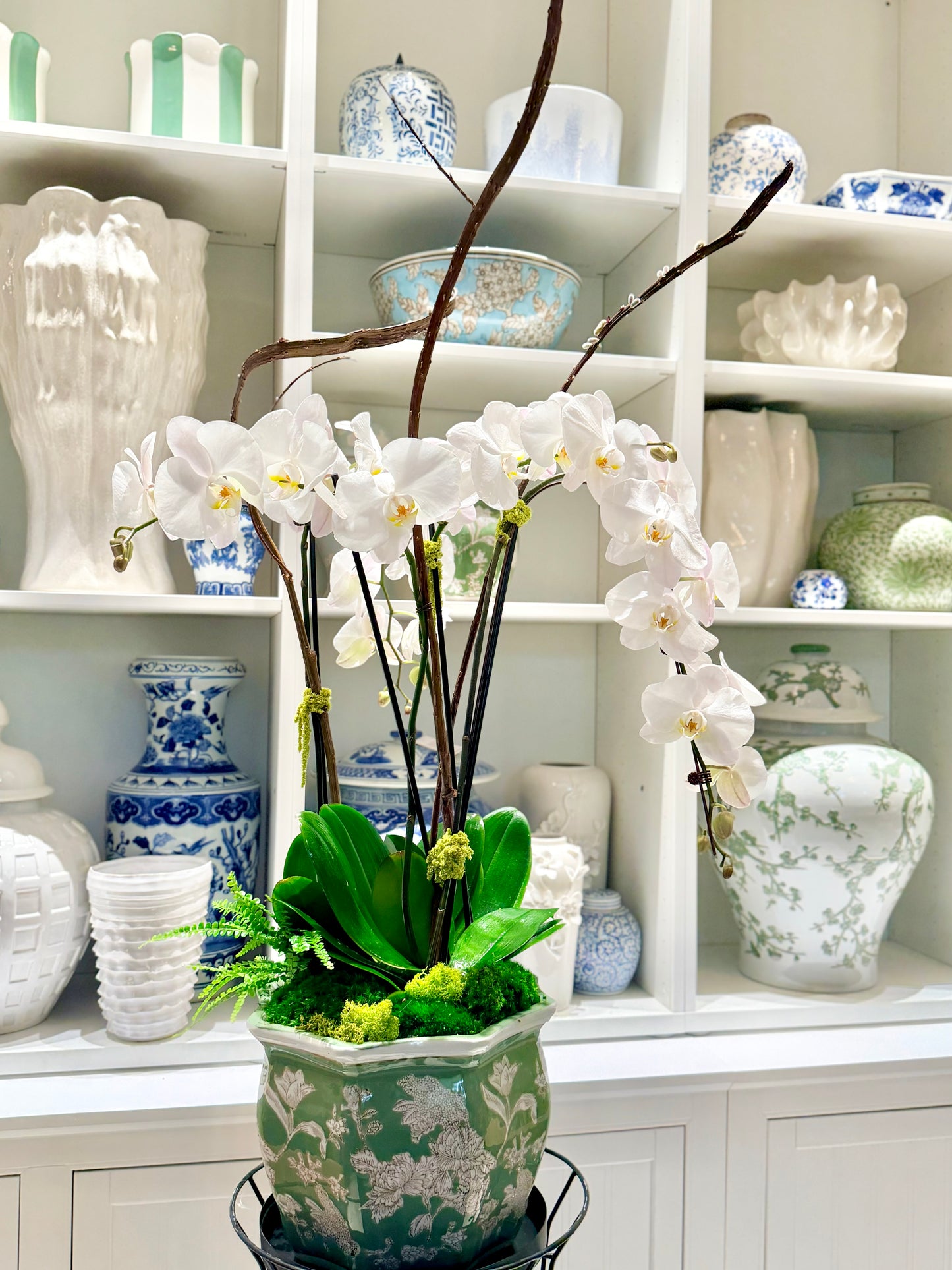 The Orchid Collection