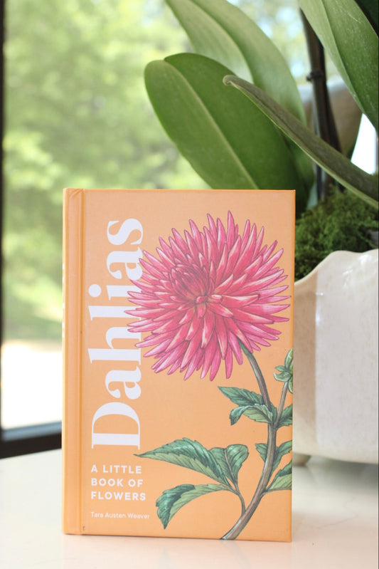 Dahlias