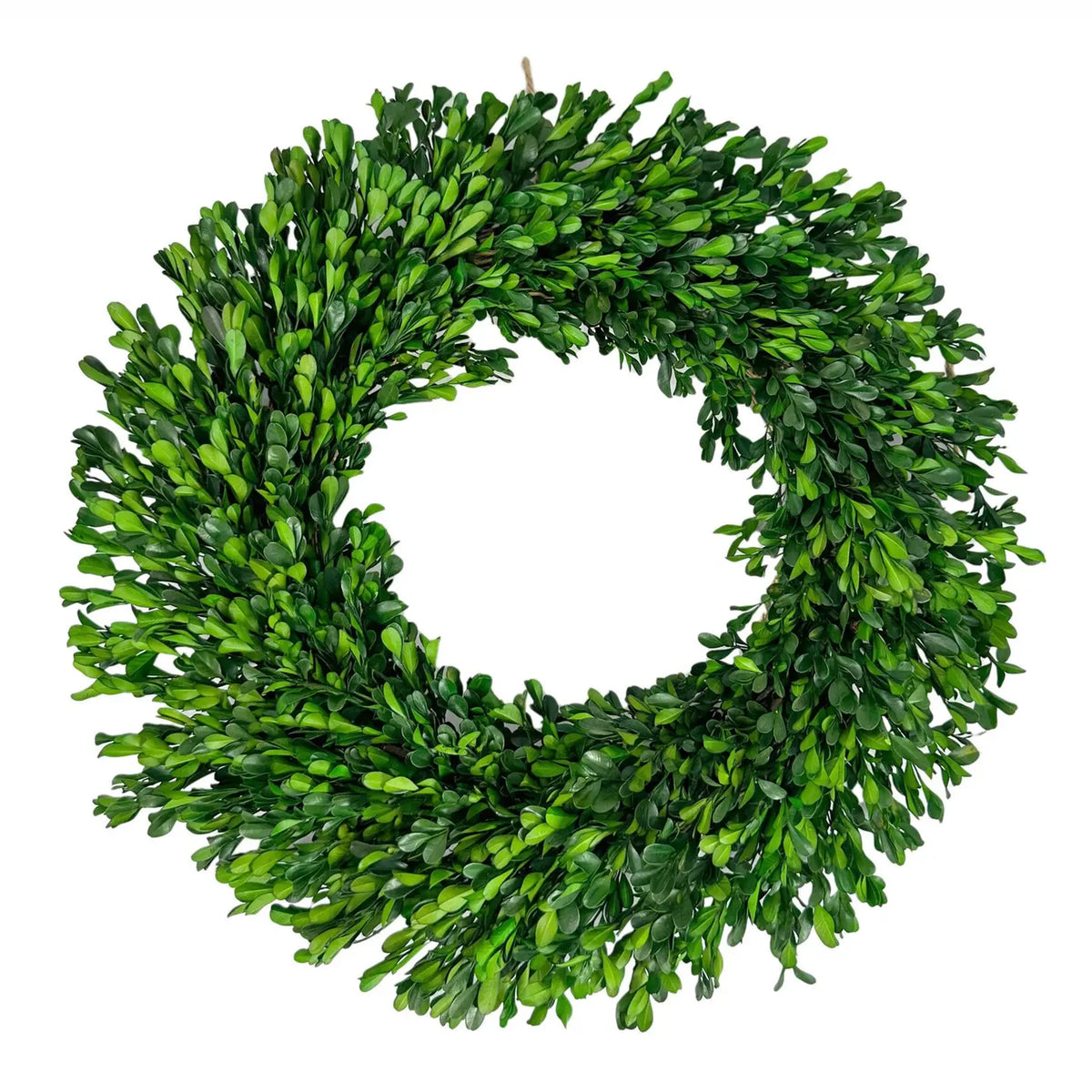 Naturally Preserved Green Boxwood Wreath 21" + Hanging Loop