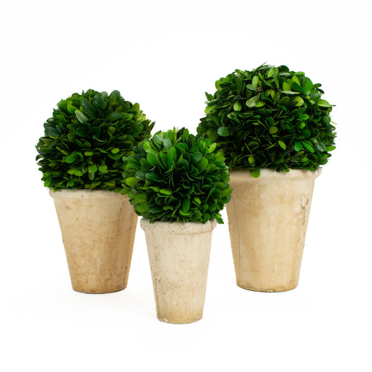 Preserved Boxwood Ball