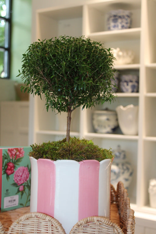 Mini Myrtle Topiary