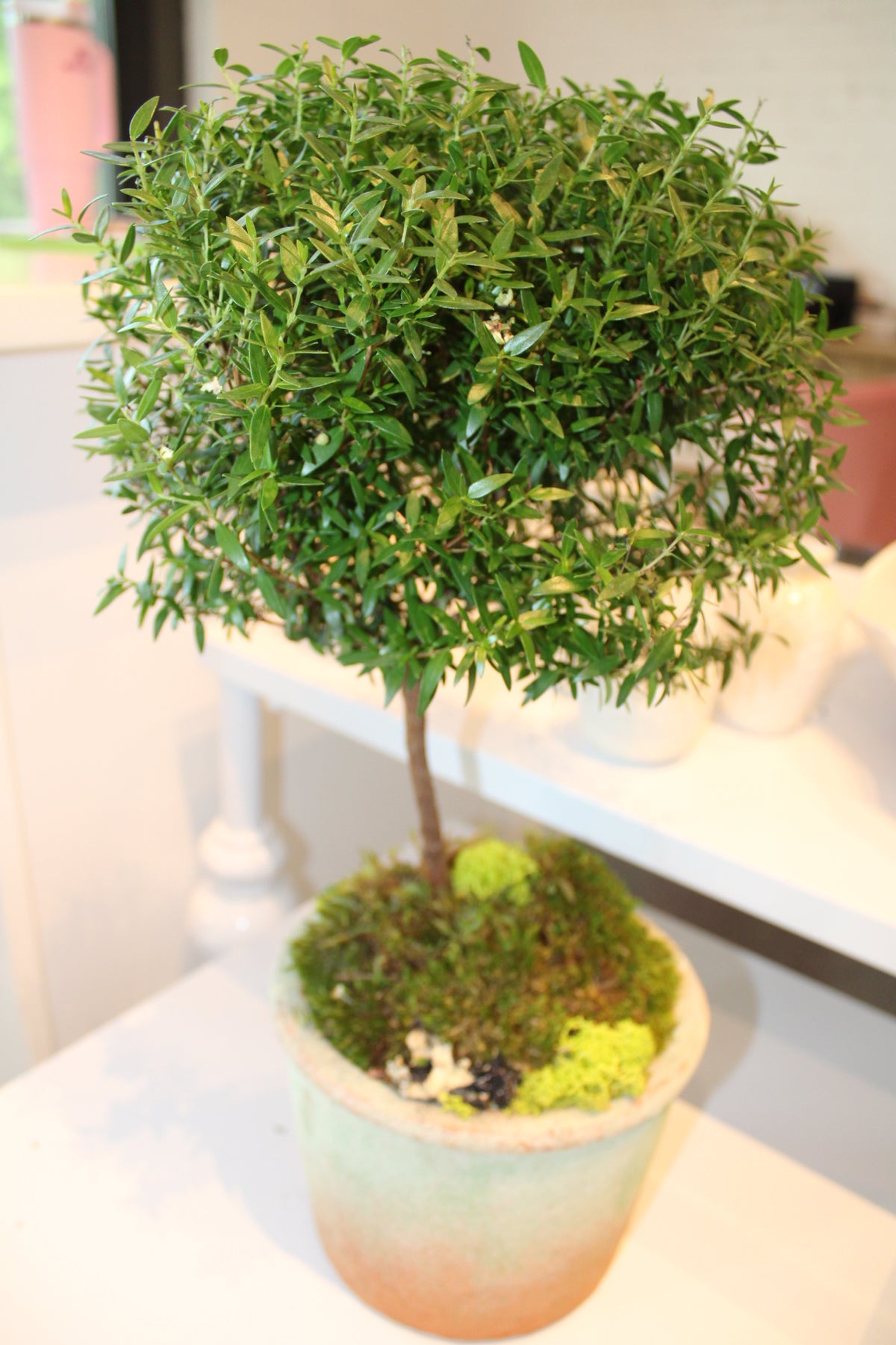 Mini Myrtle Topiary