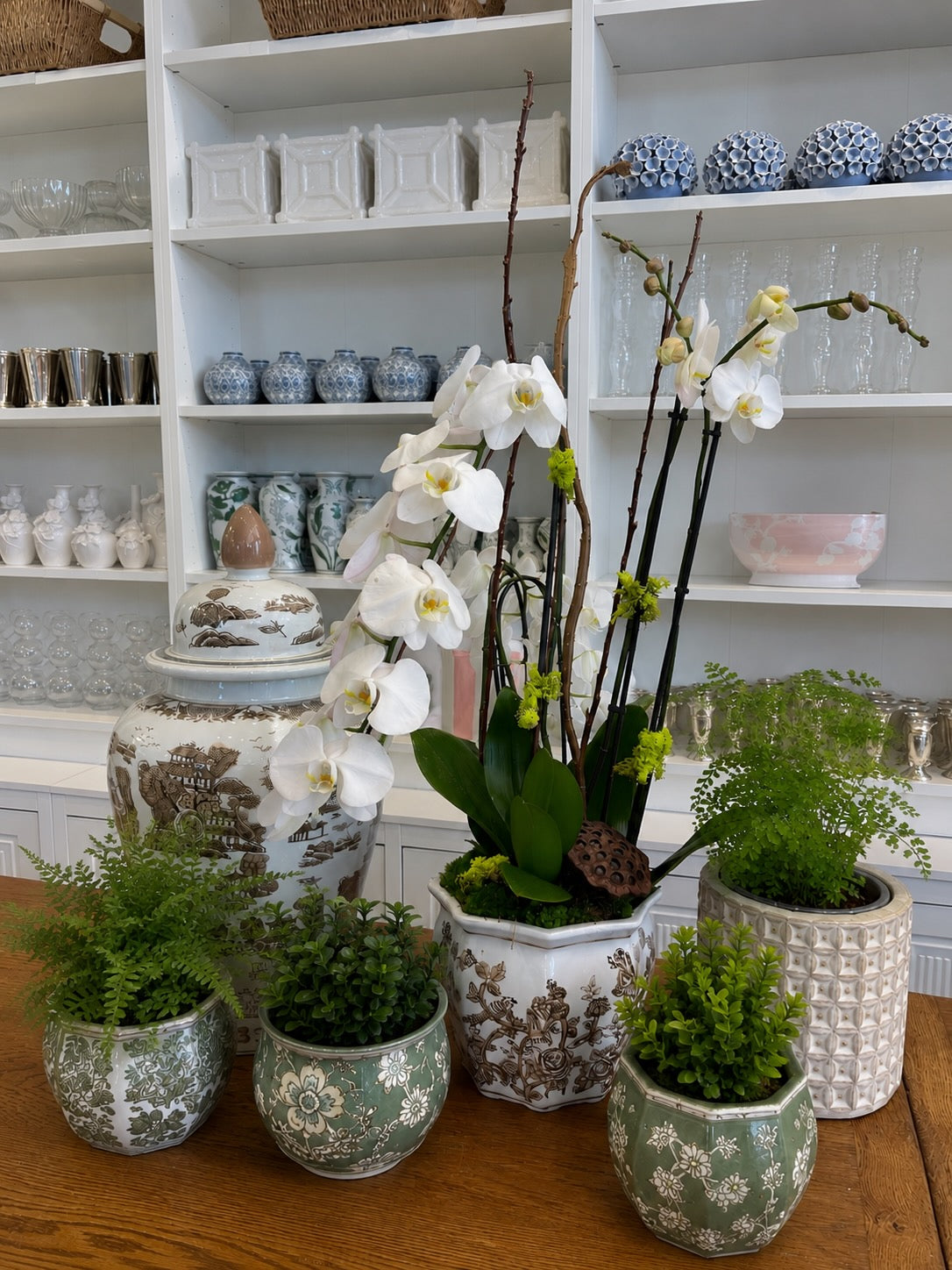 The Orchid Collection