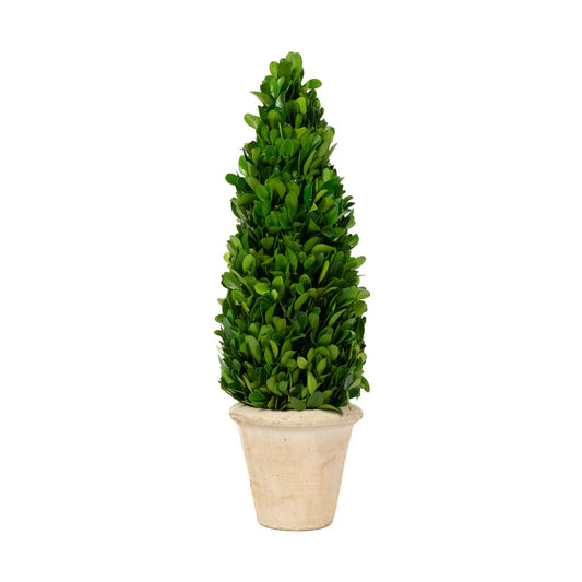 Preserved Boxwood Cone